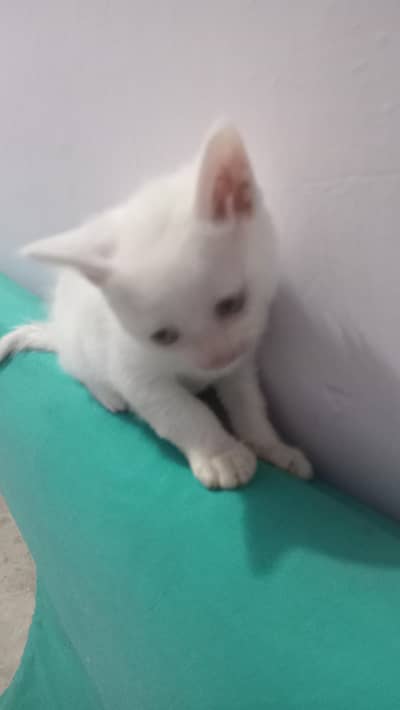 hey there . . i have pair cat if you are interested
