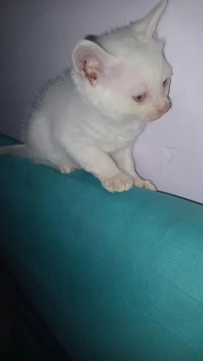 hey there . . i have pair cat if you are interested — photo 2