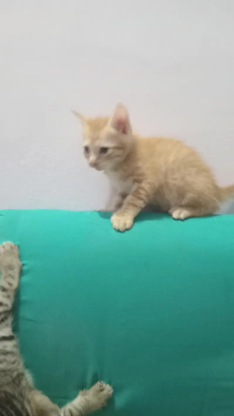 hey there . . i have pair cat if you are interested — photo 3