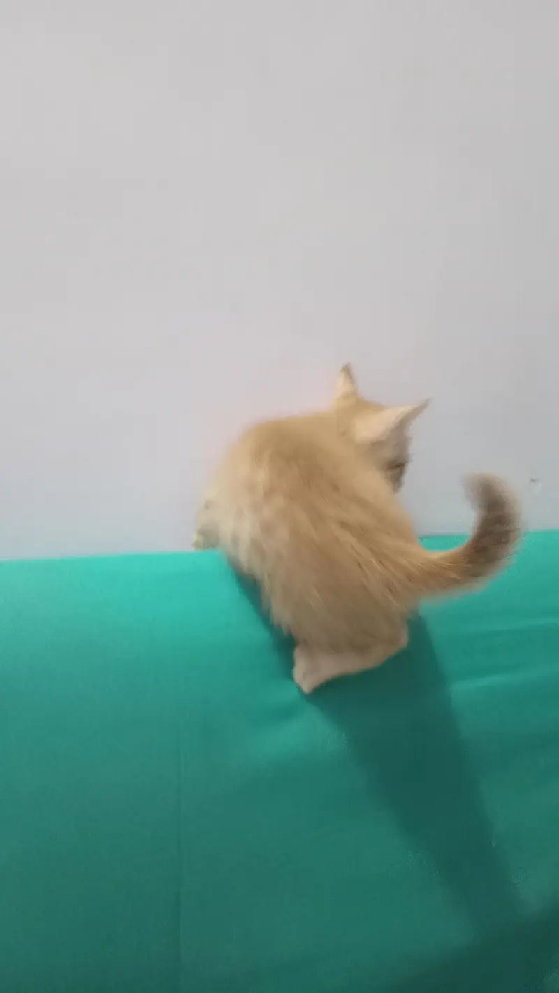 hey there . . i have pair cat if you are interested — photo 4