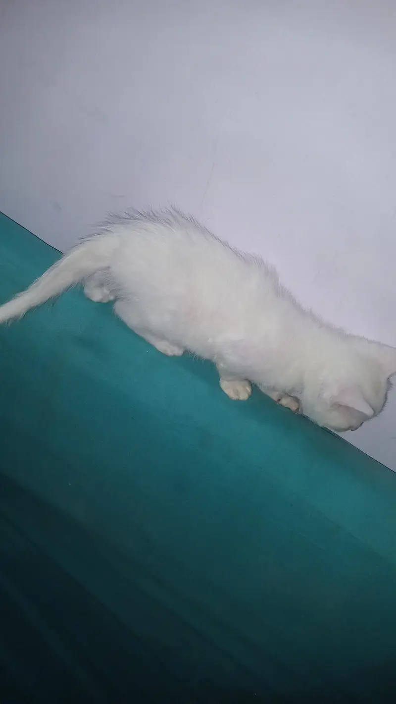 hey there . . i have pair cat if you are interested — photo 5