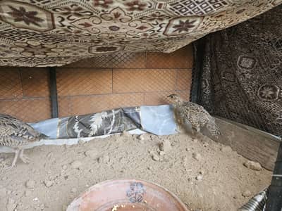 Kaala titar/teetar/tetar/Black Francolin