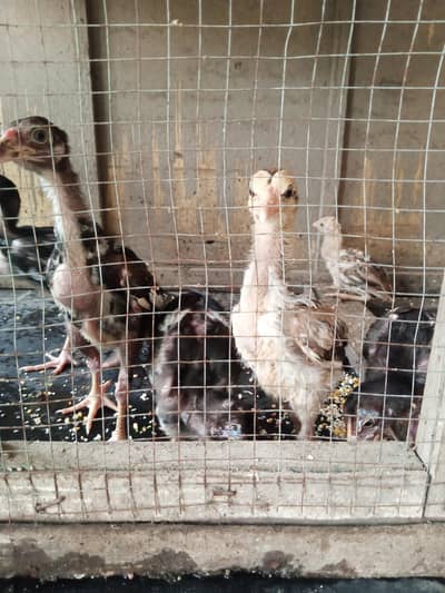 3 month old aseel chicks ,high quality,