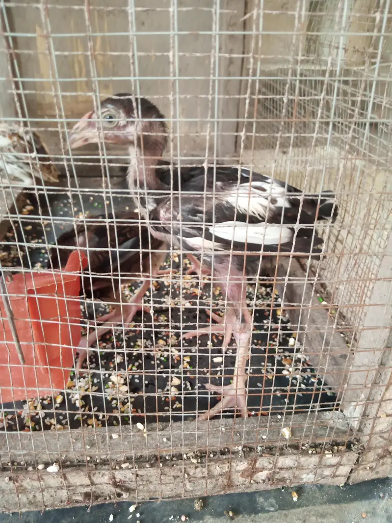 3 month old aseel chicks ,high quality, — photo 2