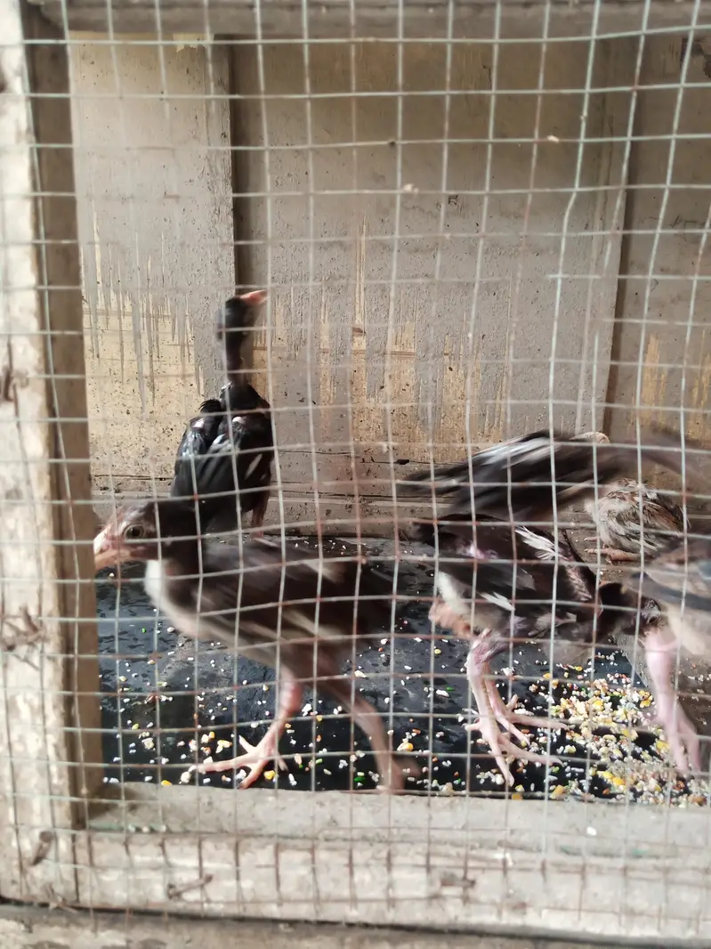 3 month old aseel chicks ,high quality, — photo 3