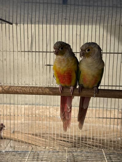 Pineapple Conure Breeder Pair With History – Proven Breeder