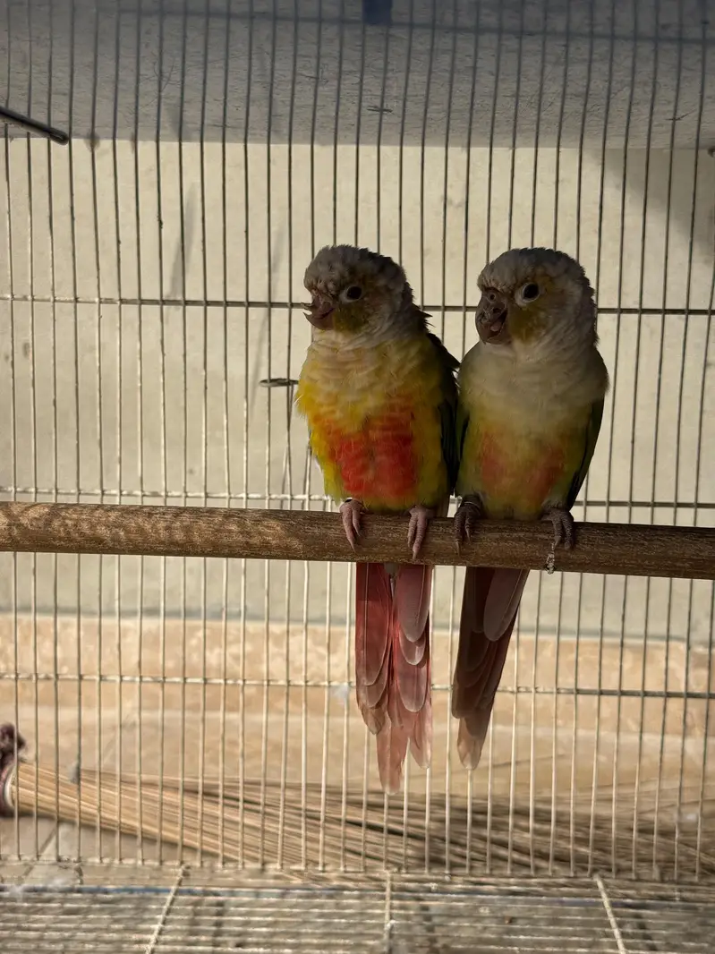 Pineapple Conure Breeder Pair With History – Proven Breeder — photo 2