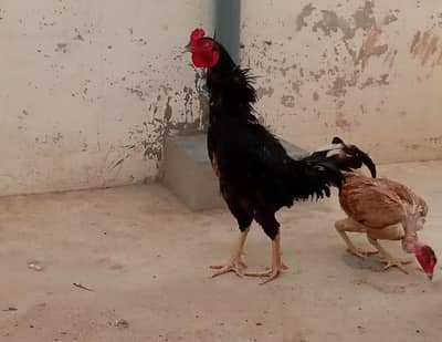 Hens Pair For Sale Black Mushka & Kuruk Murgi Ganji Bread