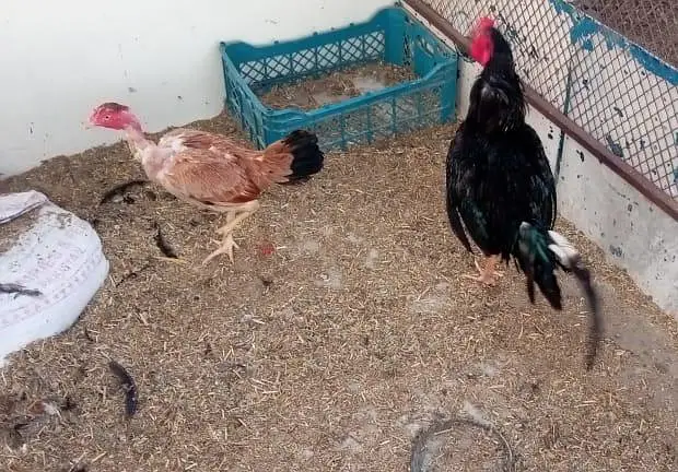 Hens Pair For Sale Black Mushka & Kuruk Murgi Ganji Bread — photo 2