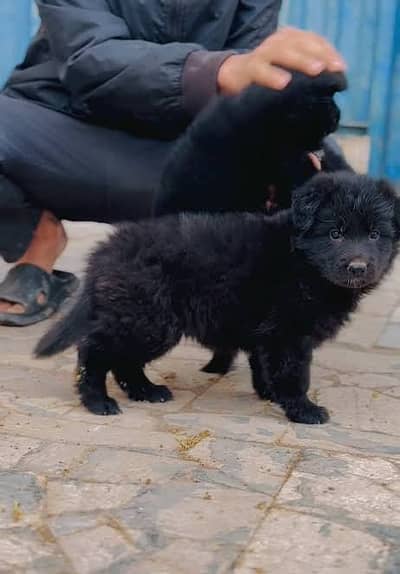 Black German Shepherd male dog for sale