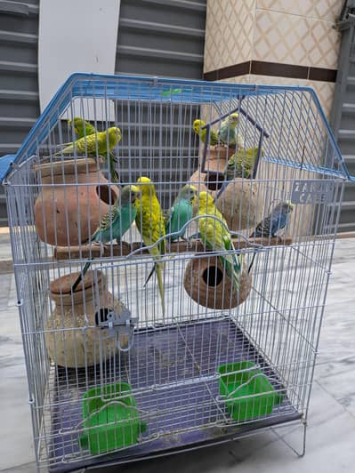 12 budgies with cage