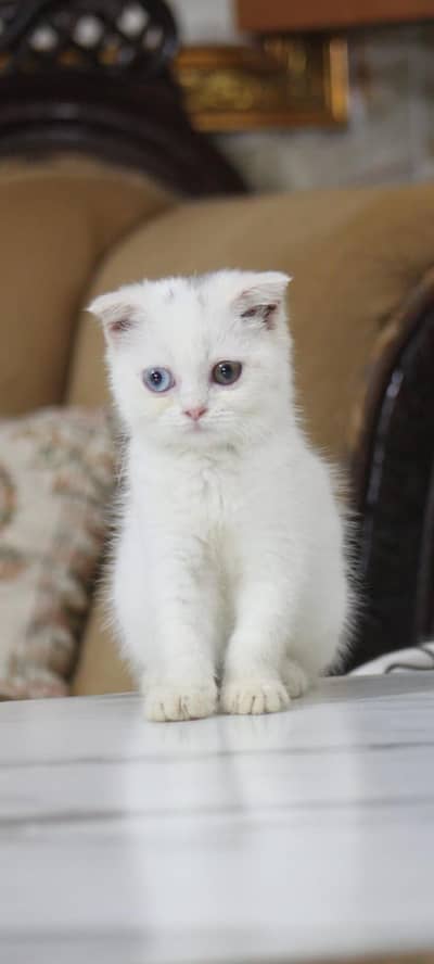 Scottish fold/persian/long hair/piki/peke /cat kitten