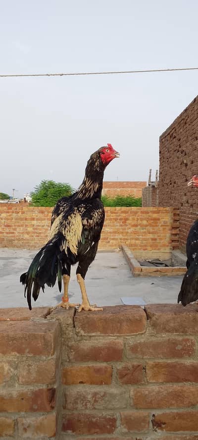 Aseel murgha for sale