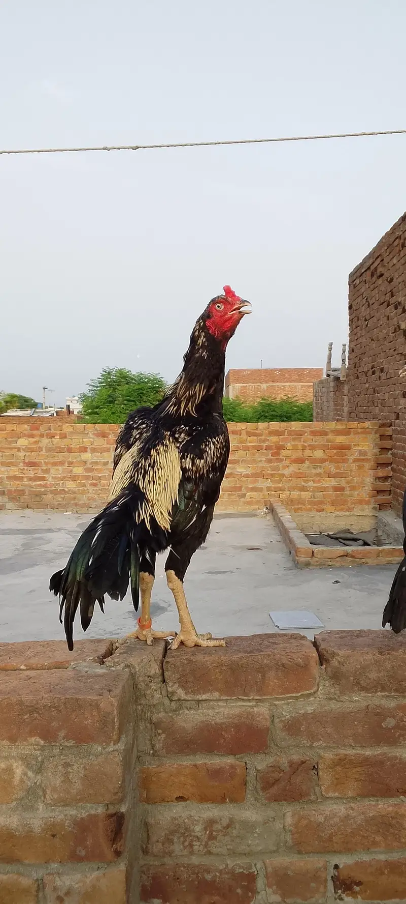 Aseel murgha for sale — photo 3