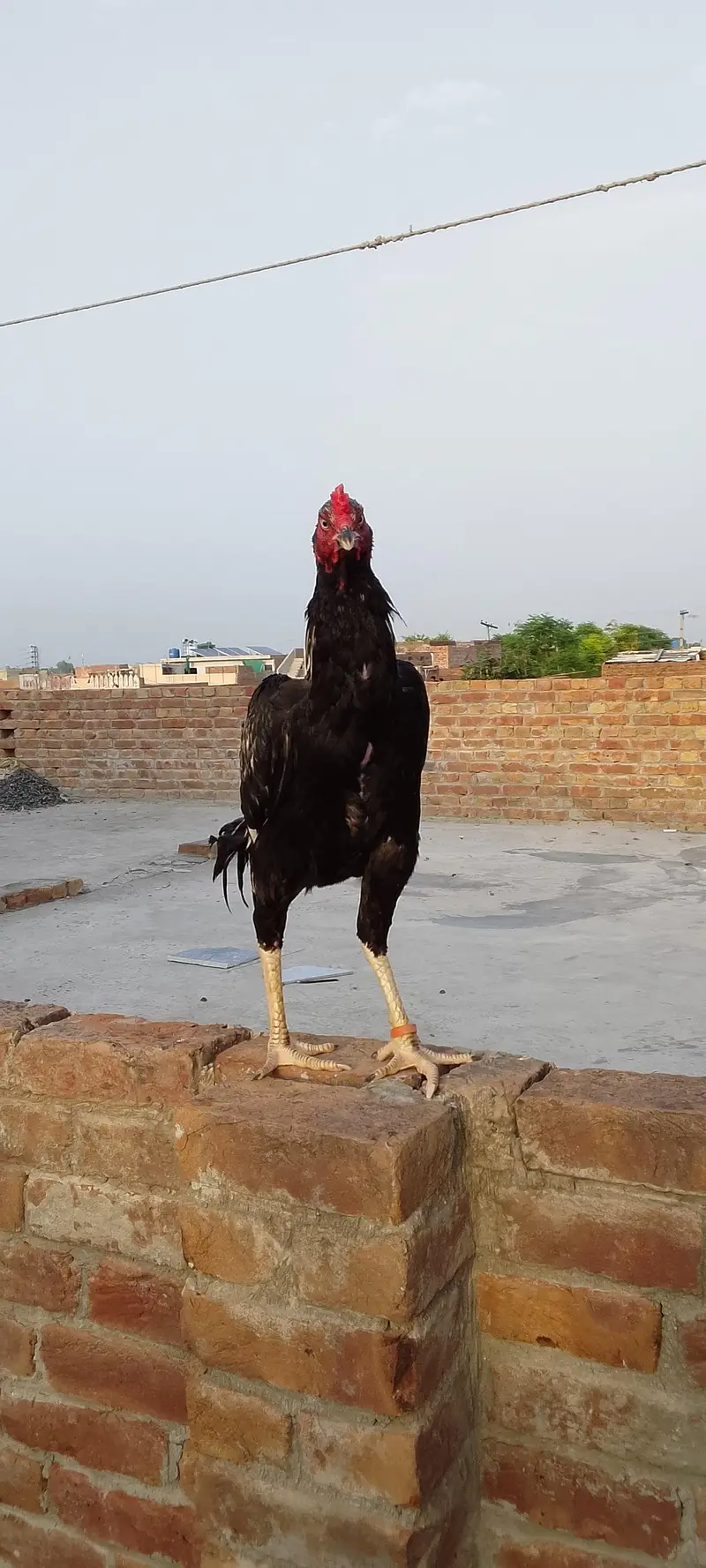 Aseel murgha for sale — photo 4