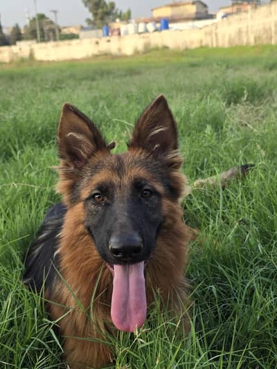 Purebred German Shepherd Puppies For Sale (1 Male, 1 Female)