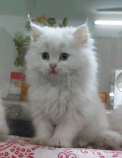 Persian kitten for urgent sale triple cod WhatsAp o/3/4/o/1/4/3/o/o/37