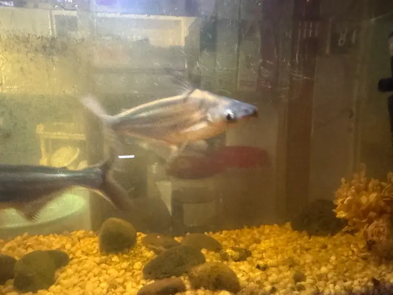 shark fish pair gold fish silver fish