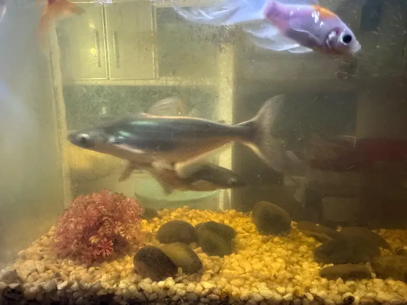 shark fish pair gold fish silver fish — photo 2