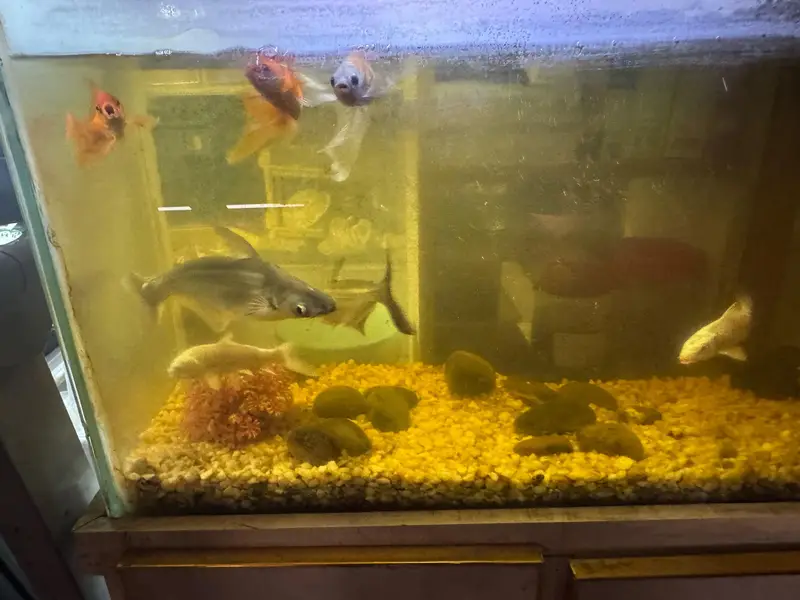 shark fish pair gold fish silver fish — photo 3