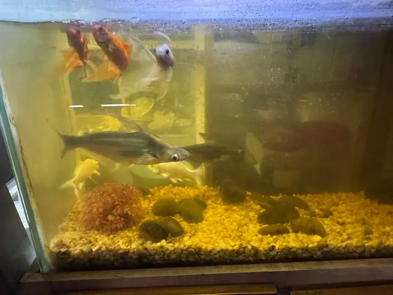 shark fish pair gold fish silver fish — photo 4