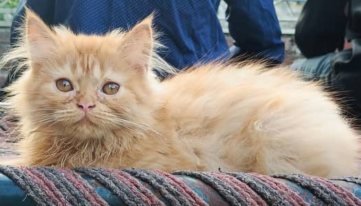 Persian cat male | punch face