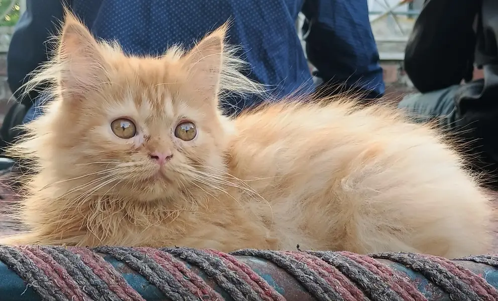 Persian cat male | punch face — photo 2