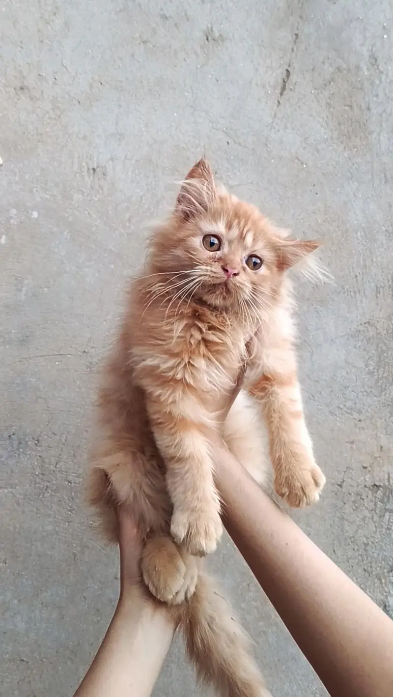 Persian cat male | punch face — photo 3