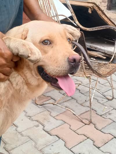 Golden Retriever Female, 14 Months — Fully Vaccinated