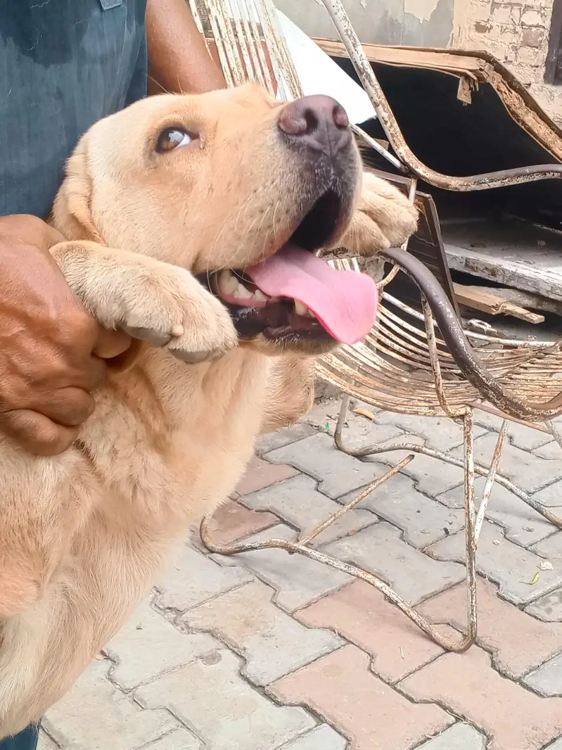 Golden Retriever Female, 14 Months — Fully Vaccinated — photo 2