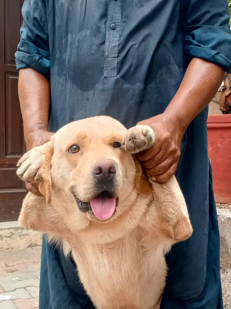Golden Retriever Female, 14 Months — Fully Vaccinated — photo 3
