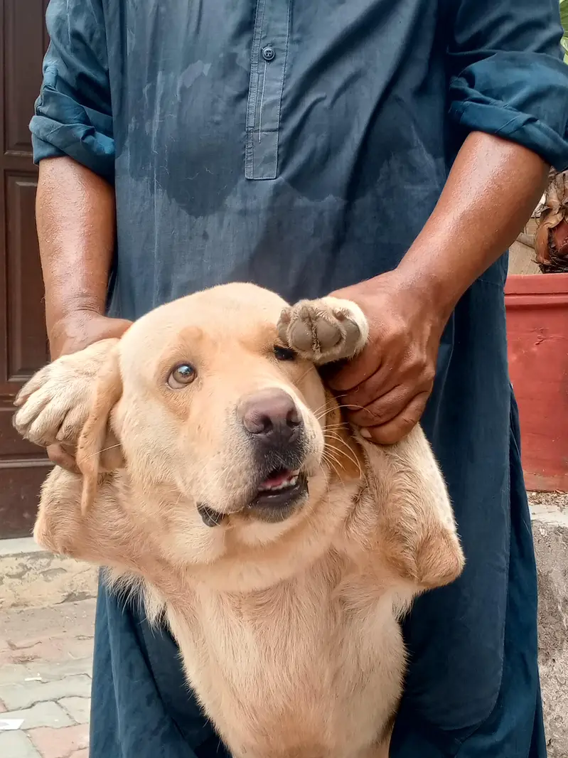 Golden Retriever Female, 14 Months — Fully Vaccinated — photo 4