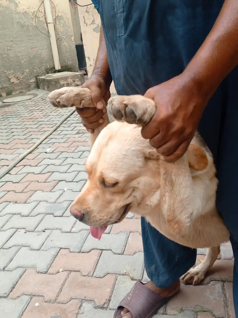 Golden Retriever Female, 14 Months — Fully Vaccinated — photo 5