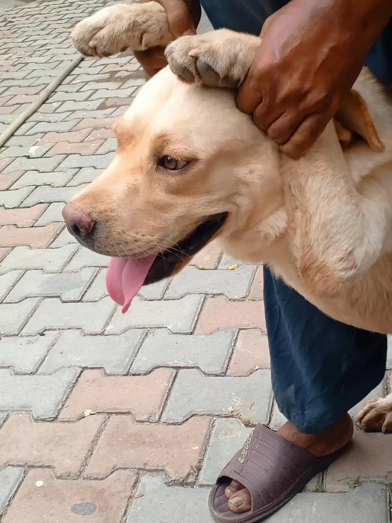 Golden Retriever Female, 14 Months — Fully Vaccinated — photo 6