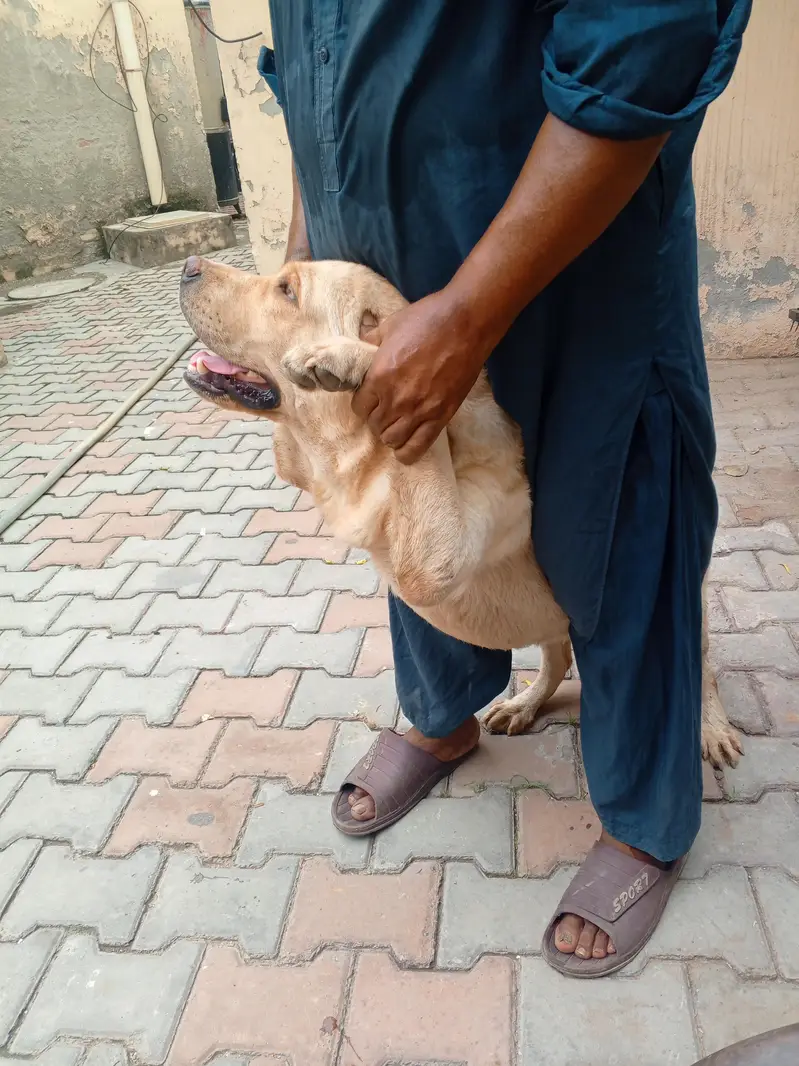 Golden Retriever Female, 14 Months — Fully Vaccinated — photo 7