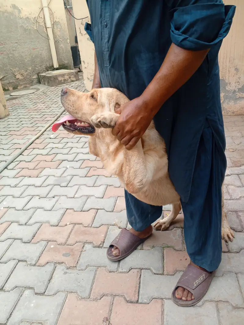 Golden Retriever Female, 14 Months — Fully Vaccinated — photo 8