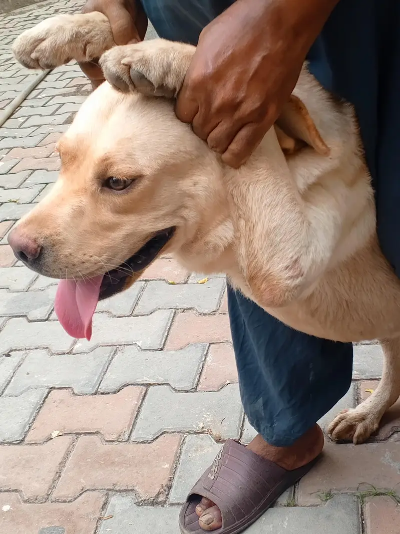 Golden Retriever Female, 14 Months — Fully Vaccinated — photo 9