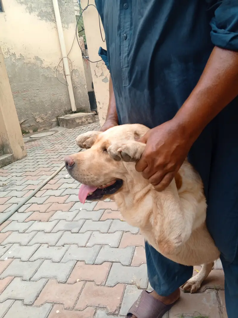 Golden Retriever Female, 14 Months — Fully Vaccinated — photo 10