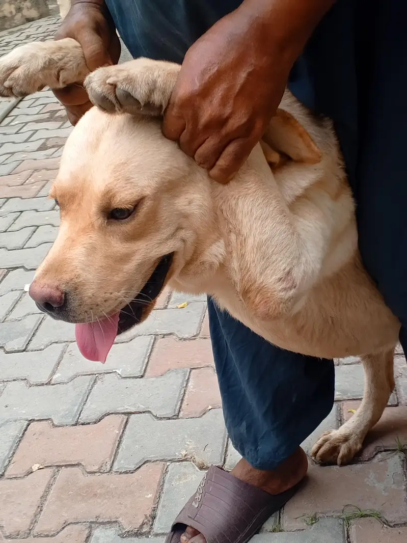 Golden Retriever Female, 14 Months — Fully Vaccinated — photo 11