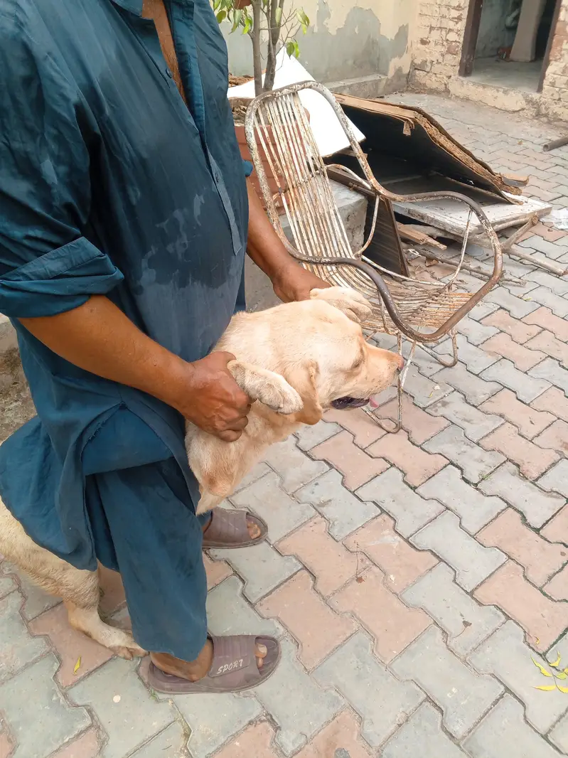 Golden Retriever Female, 14 Months — Fully Vaccinated — photo 12