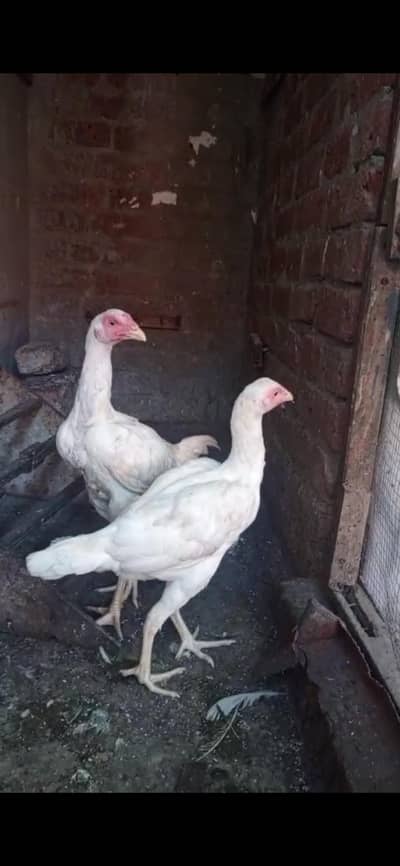 PURE WHITE ASEEL YOUNG PAIR AVAILABLE QUALITY BIRDS