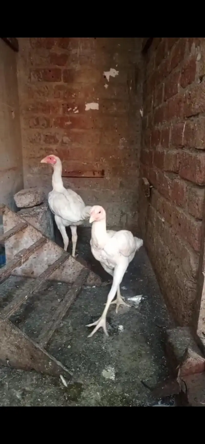 PURE WHITE ASEEL YOUNG PAIR AVAILABLE QUALITY BIRDS — photo 2