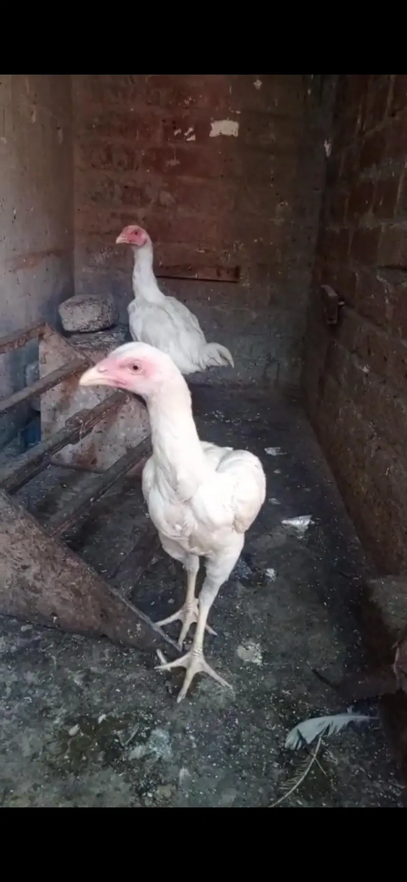 PURE WHITE ASEEL YOUNG PAIR AVAILABLE QUALITY BIRDS — photo 3
