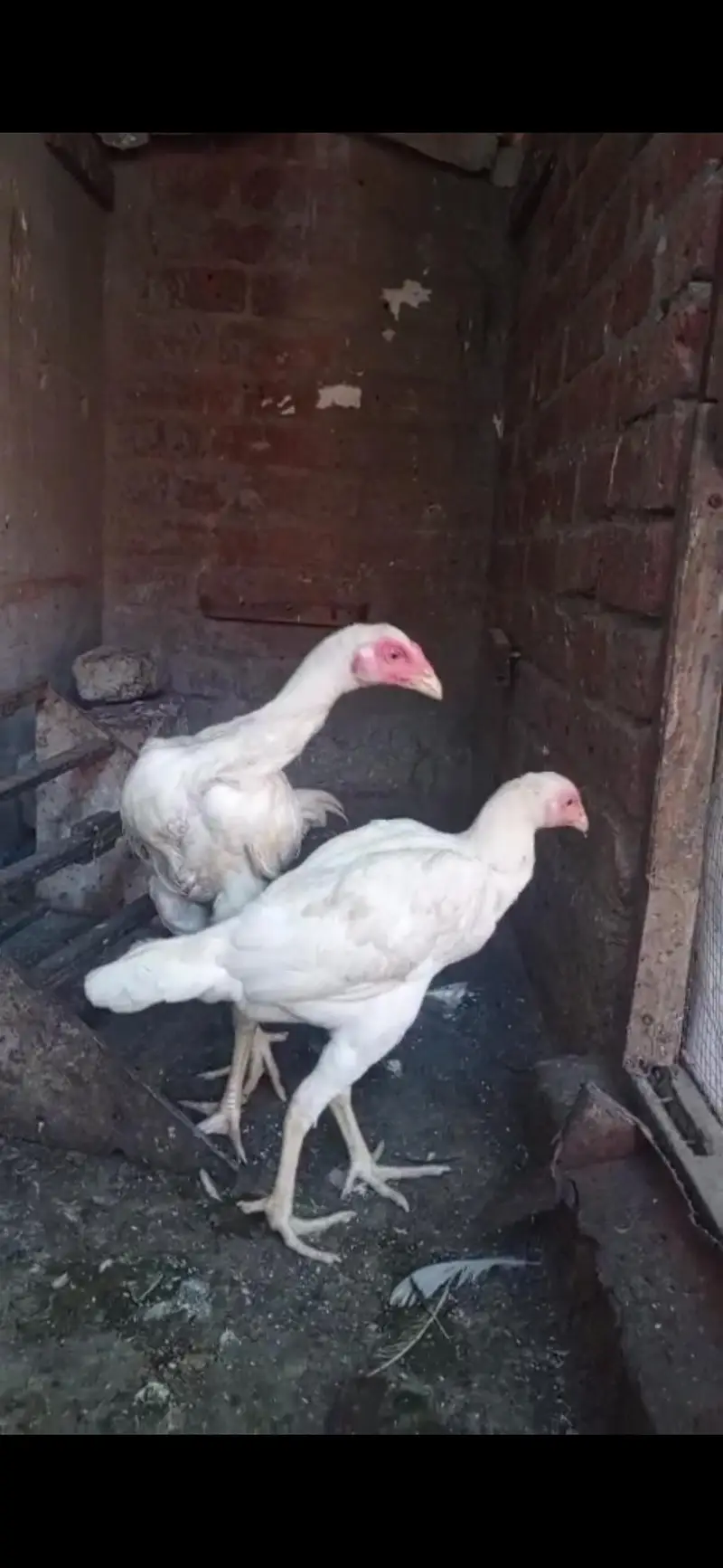 PURE WHITE ASEEL YOUNG PAIR AVAILABLE QUALITY BIRDS — photo 4