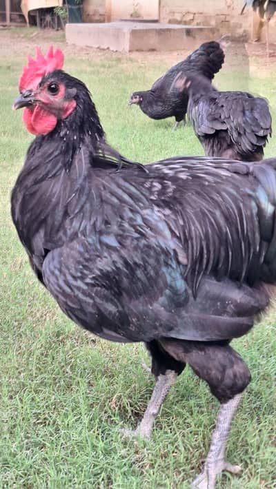 Australorp Heritage Breeders for sale