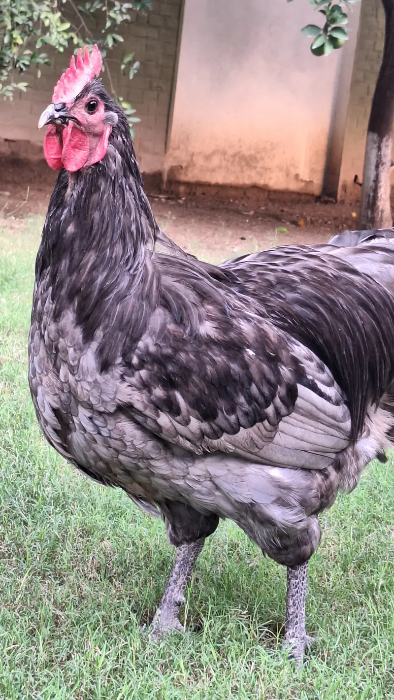 Australorp Heritage Breeders for sale — photo 2