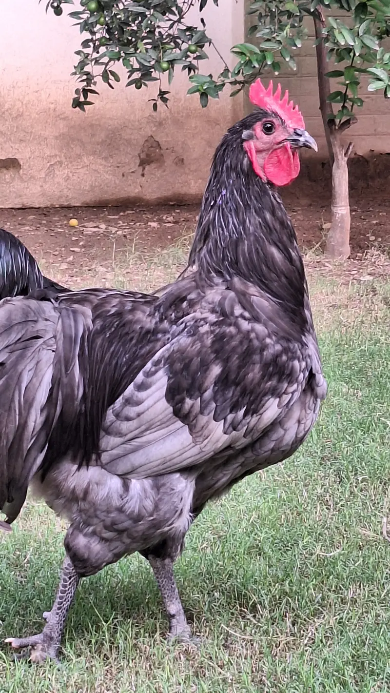 Australorp Heritage Breeders for sale — photo 3