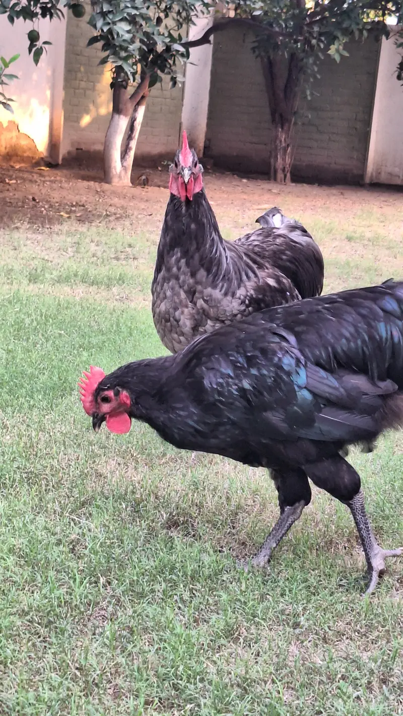 Australorp Heritage Breeders for sale — photo 4