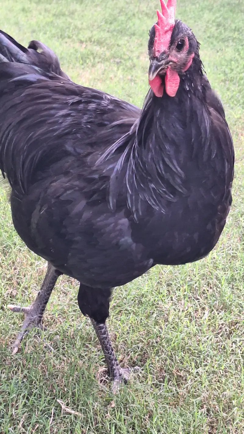 Australorp Heritage Breeders for sale — photo 5