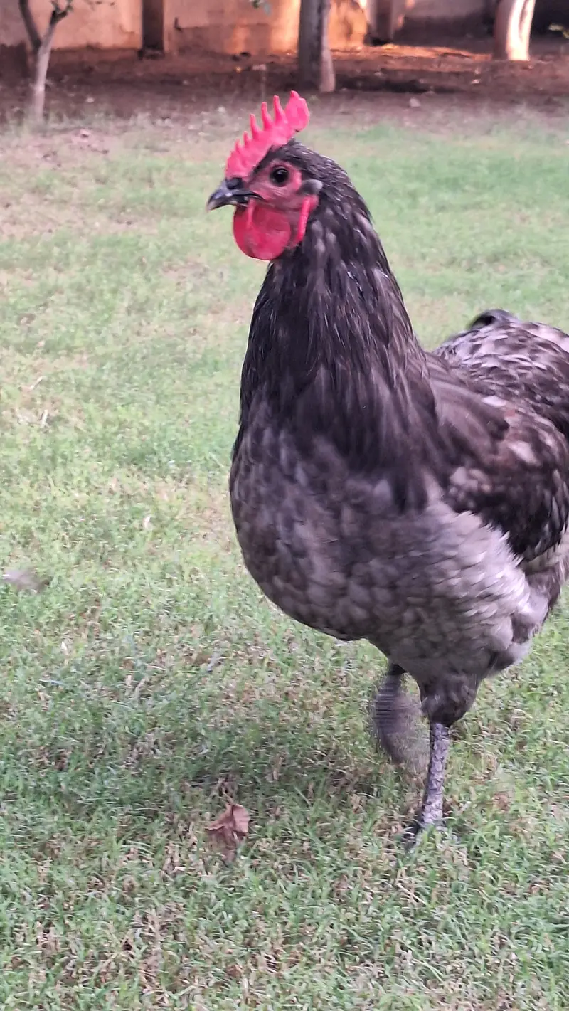 Australorp Heritage Breeders for sale — photo 6
